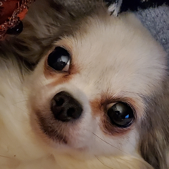 Some of my babies♡ - Picture 2 of 16